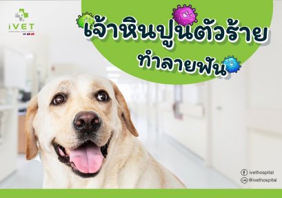 หินปูนในปากของสัตว์เลี้ยง ถ้าปล่อยไว้จะอันตรายแค่ไหน ไปดูกัน